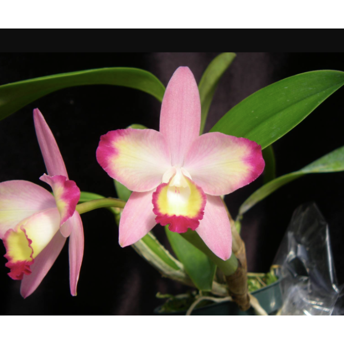 Каттлея (Sophrolaeliocattleya Cherry Bee Happy Field Каттлея (Sophrolaeliocattleya Cherry Bee Happy Field