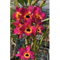 Den. Super Dream Flame Den. Super Dream Flame