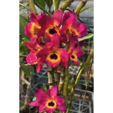 Den. Super Dream Flame