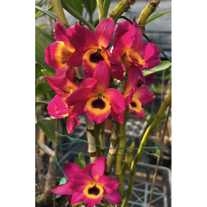 Дендробіум (Super Dream Flame) Дендробіум (Super Dream Flame)