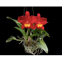 Slc. Wendys Valentine June