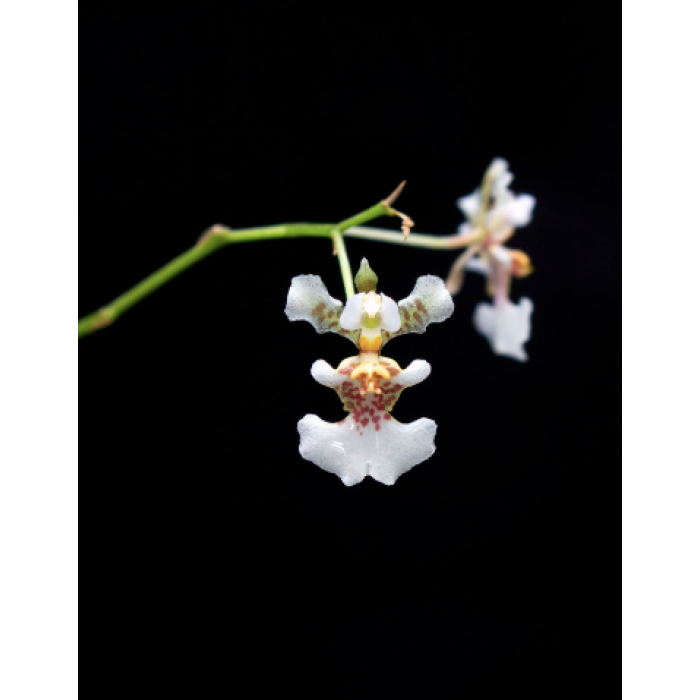 Онцидиум Толумния Вариегата (Tolumnia Variegata) Онцидиум Толумния Вариегата (Tolumnia Variegata)