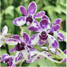 V. Pinky Violet Queen