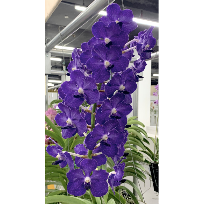 Ванда (Vandachostylis Ploenpit Blue)
