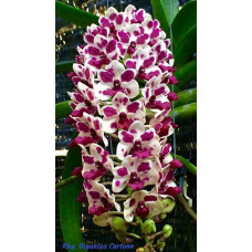 Rhy. Gigantea Сartoon