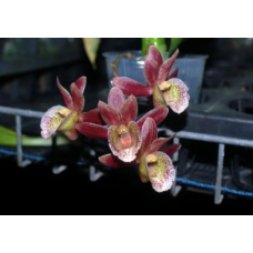 Brescansinara Jumbo Starburst