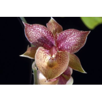 Catanoches Jumbo Rocket