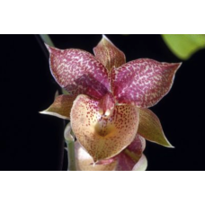 Catanoches Jumbo Rocket