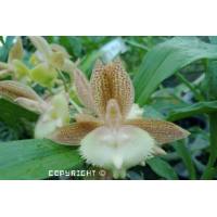 Ctsm. Jumbo Neptune