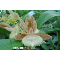 Ctsm. Jumbo Neptune