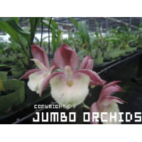 Ctsm. Madame Kalaloo