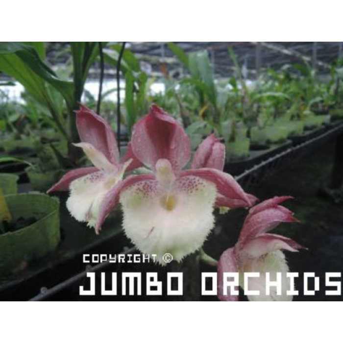 Катасетум (Catasetum Madame Kalaloo)