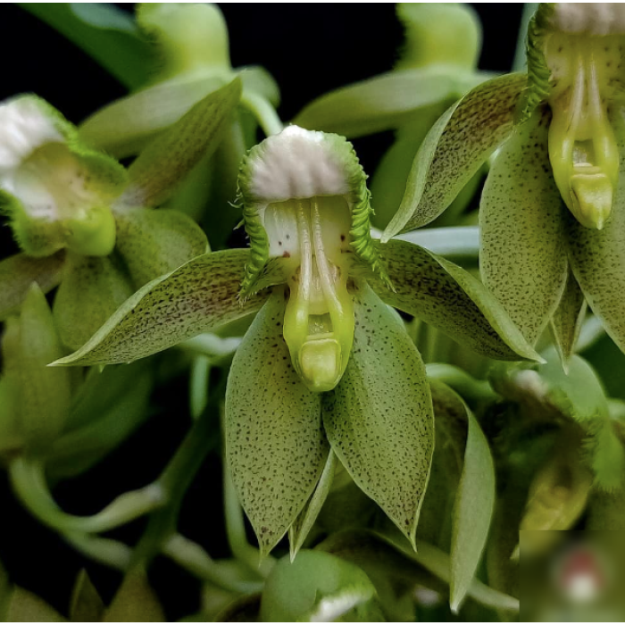 Катасетум (Catasetum Atratum Jumbo)