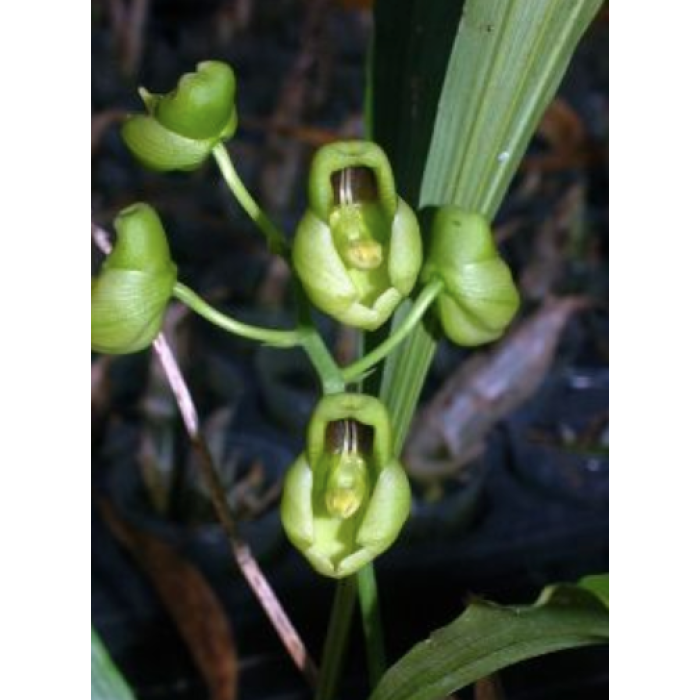 Катасетум (Catasetum Bertioguense Jumbo)