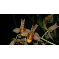 Ctsm. Galeritum Jumbo