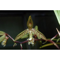 Ctsm. Gladiatorum Jumbo