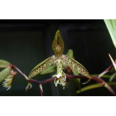 Ctsm. Gladiatorum Jumbo