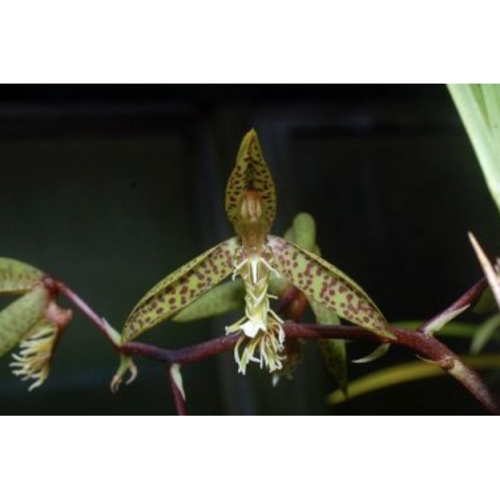 Катасетум (Catasetum Gladiatorum Jumbo)