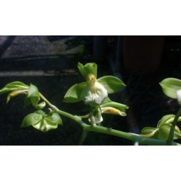Катасетум (Catasetum Lucis Jumbo)