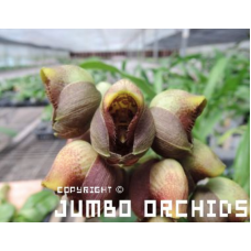 Ctsm. Mattosianum Jumbo