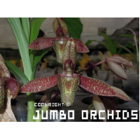 Ctsm. Parguazense x self Ctsm. Parguazense x self