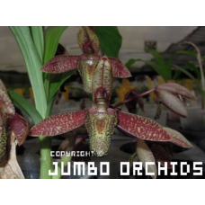 Ctsm. Parguazense x self