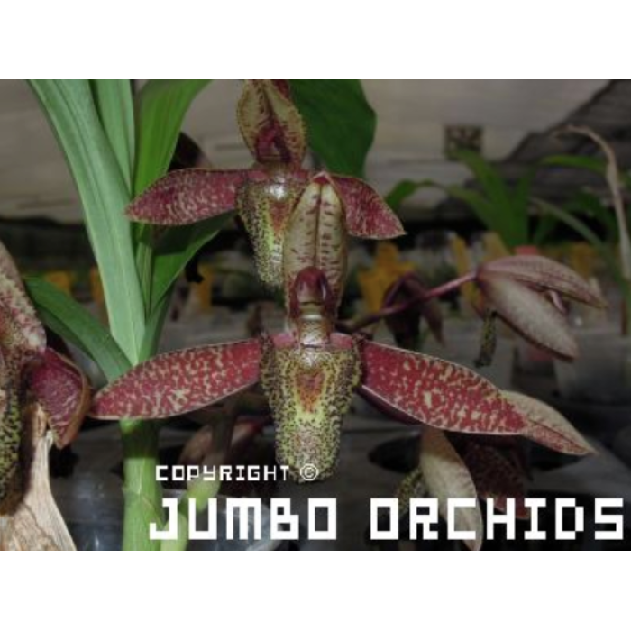 Катасетум (Catasetum Parguazense x self) Катасетум (Catasetum Parguazense x self)