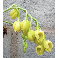 Ctsm. Vinaceum f. album Snow White