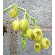 Ctsm. Vinaceum f. album Snow White