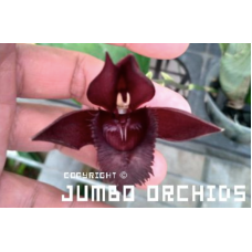 Ctsm. Fimbriatum Jumbo Ruby