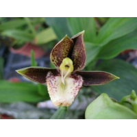 Ctsm. Polyphyllum x Jumbo Ego