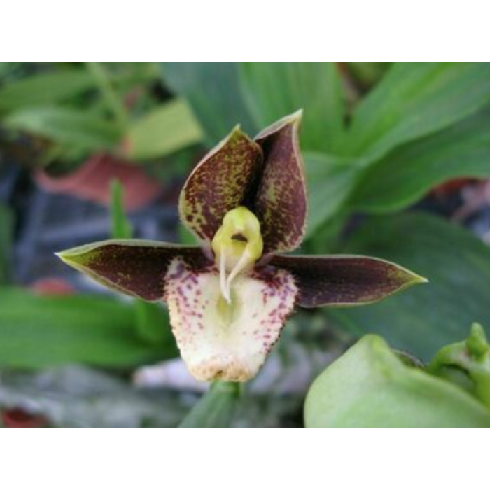 Катасетум (Catasetum Polyphyllum x Jumbo Ego)