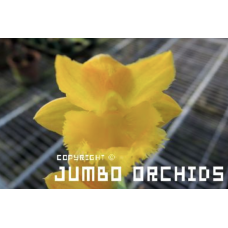 Fred. Jumbo Lac Fred. Jumbo Lac