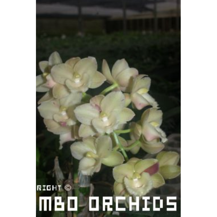 Катасетум (Georgecarrara Jumbo Freak)