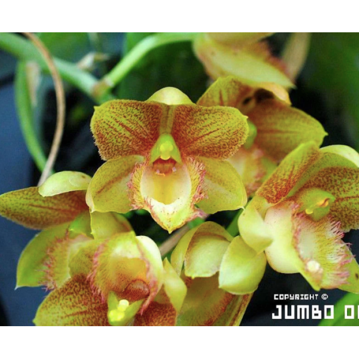 Катасетум (Clowesetum Jumbo Northen)