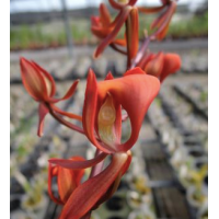 Mormodes revoluta Mormodes revoluta