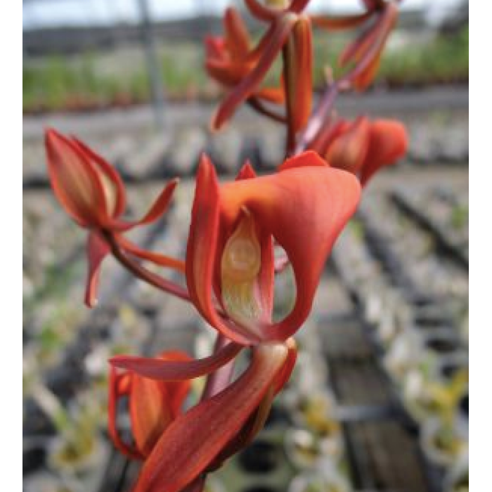 Катасетум (Mormodes revoluta) Катасетум (Mormodes revoluta)