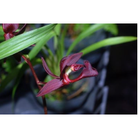 Mormodes Jumbo Ware Mormodes Jumbo Ware