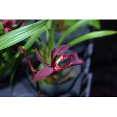 Mormodes Jumbo Ware