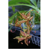 Cyc. Dalmata Cyc. Dalmata