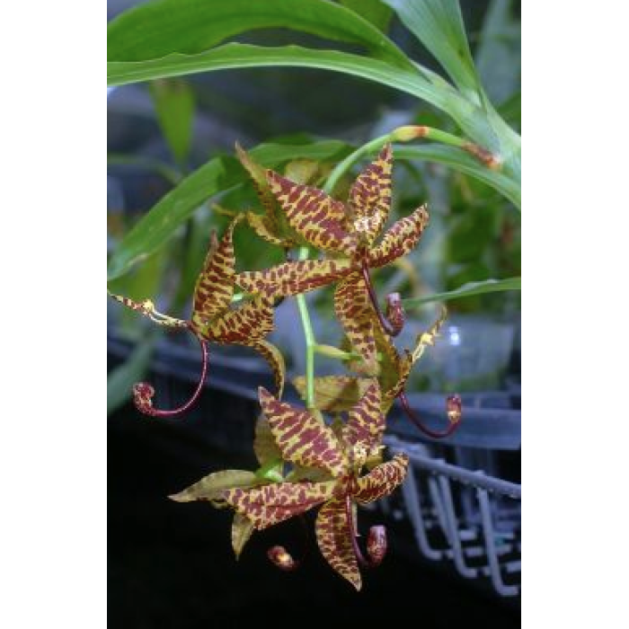 Катасетум (Cycnoches Dalmata) Катасетум (Cycnoches Dalmata)