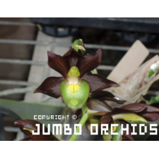 Clo. Jumbo Tenestar
