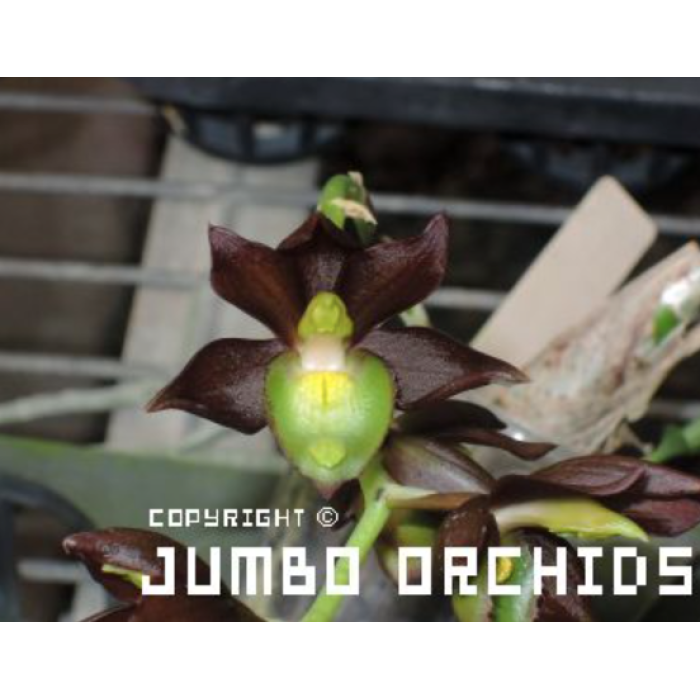 Катасетум (Clowesetum Jumbo Tenestar)