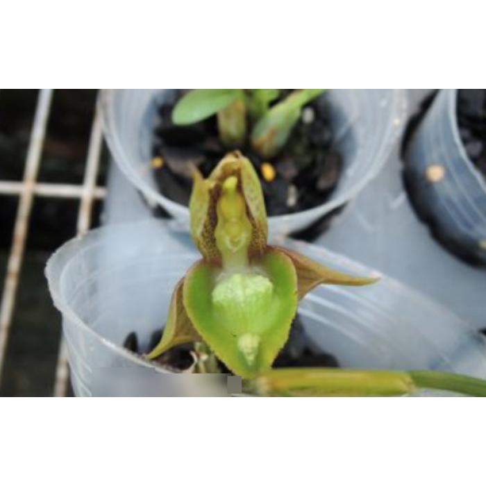 Катасетум (Clowesetum Jumbo Fizz)