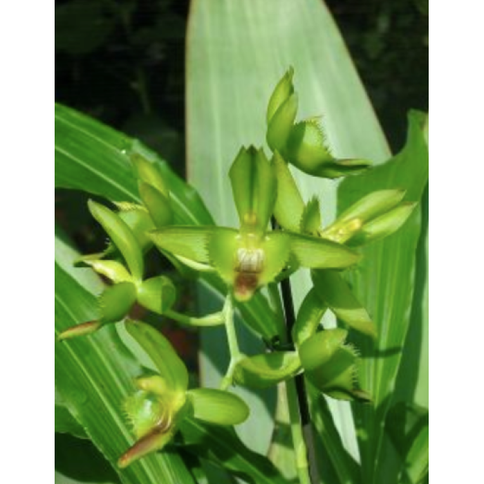 Катасетум (Catasetum Socco Jumbo)