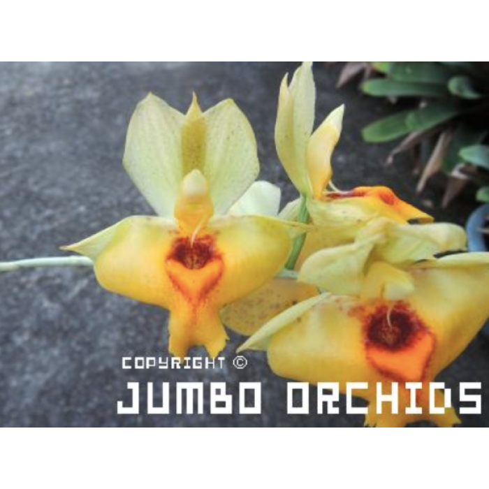 Катасетум (Catasetum Expansum Yellow Star)