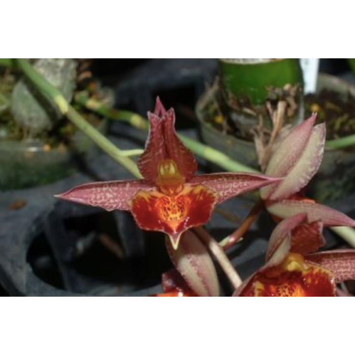 Катасетум (Catasetum Jumbo Eros)