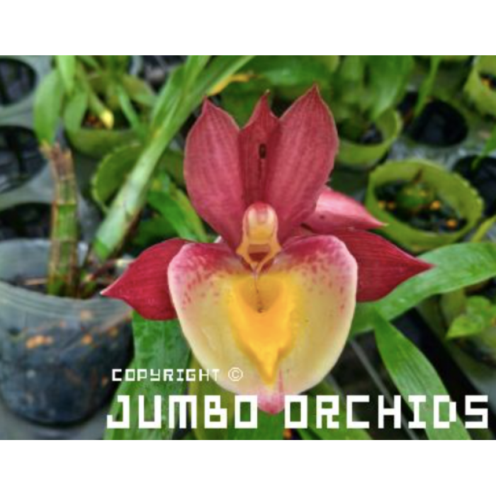 Катасетум (Catasetum Redland Black Cherry) Катасетум (Catasetum Redland Black Cherry)