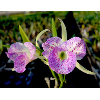 B. Air Mososa Mickey Mouse