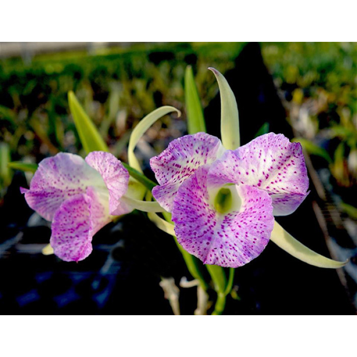 Каттлея (Brassocattleya Air Mososa Mickey Mouse)